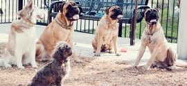 dogs-at-dog-park