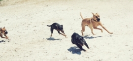 dogs-playing