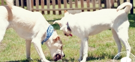 labradors-playing-together