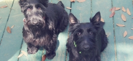 scottish-terriers-on-porch