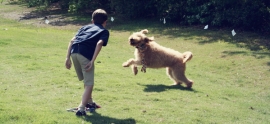 labradoodle-and-boy