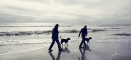 dogs-walking-beach