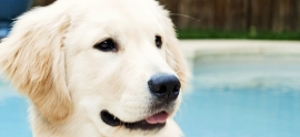 golden-retriever-puppy-pool