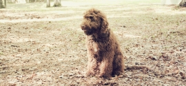 labradoodle-sit-stay