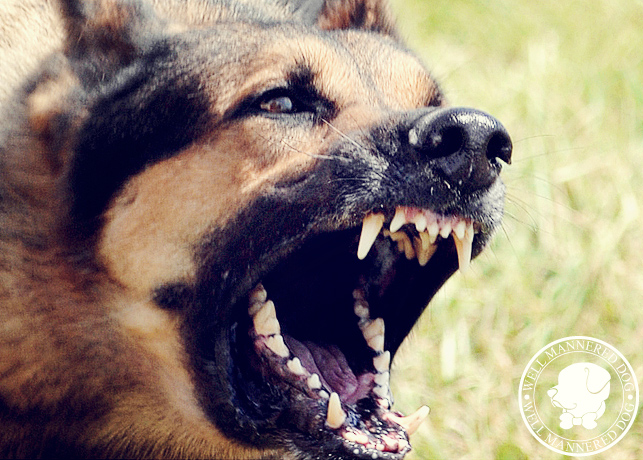 Aggressive Dogs | Dog Aggression | Well Mannered Dog Training