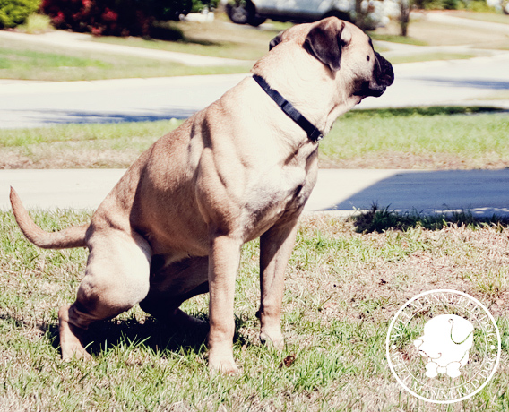 Potty in One Spot | Train Your Dog to Potty in Designated ...