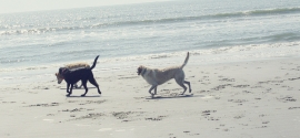 dogs-playing-beach