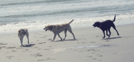 dogs-play-kiawah-beach