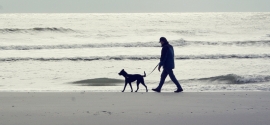 labrador-mix-walks-on-folly-beach
