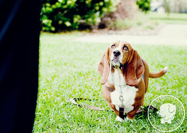 Basset Hound in training.