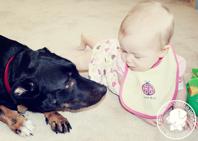  We can train your dog to understand a new baby being in the house.