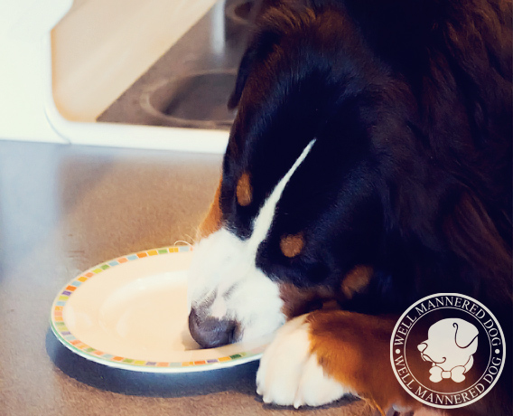 Bernese Mountain Dog Stealing Lunch off the Counter