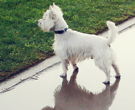 West Highland Terrier Refusing to go out onto the wet grass.