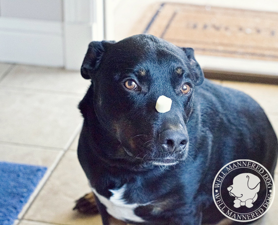 American Bulldog performing treat on nose trick.