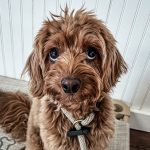 Charleston dog behavior training for doodles and mixed breeds, showcasing the gentle, attentive expression of a Well Mannered Dog graduate.