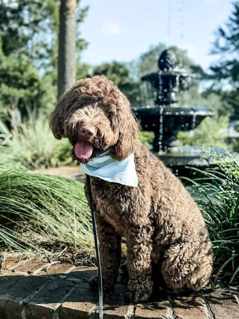Professional dog training in Charleston featuring a well-mannered doodle dog in West Ashley.