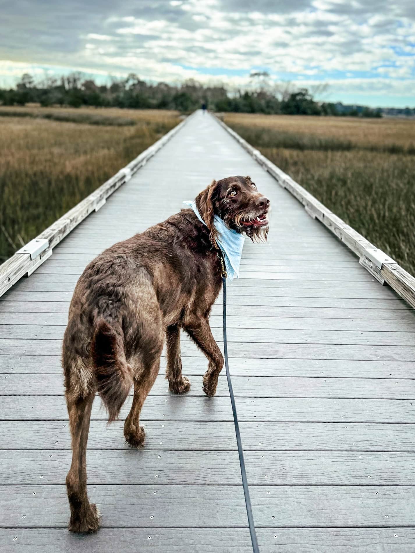 Dog training Charleston results showing confident dog enjoying freedom on Lowcountry dock.