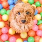 Red goldendoodle in colorful ball pit during confidence-building enrichment activity