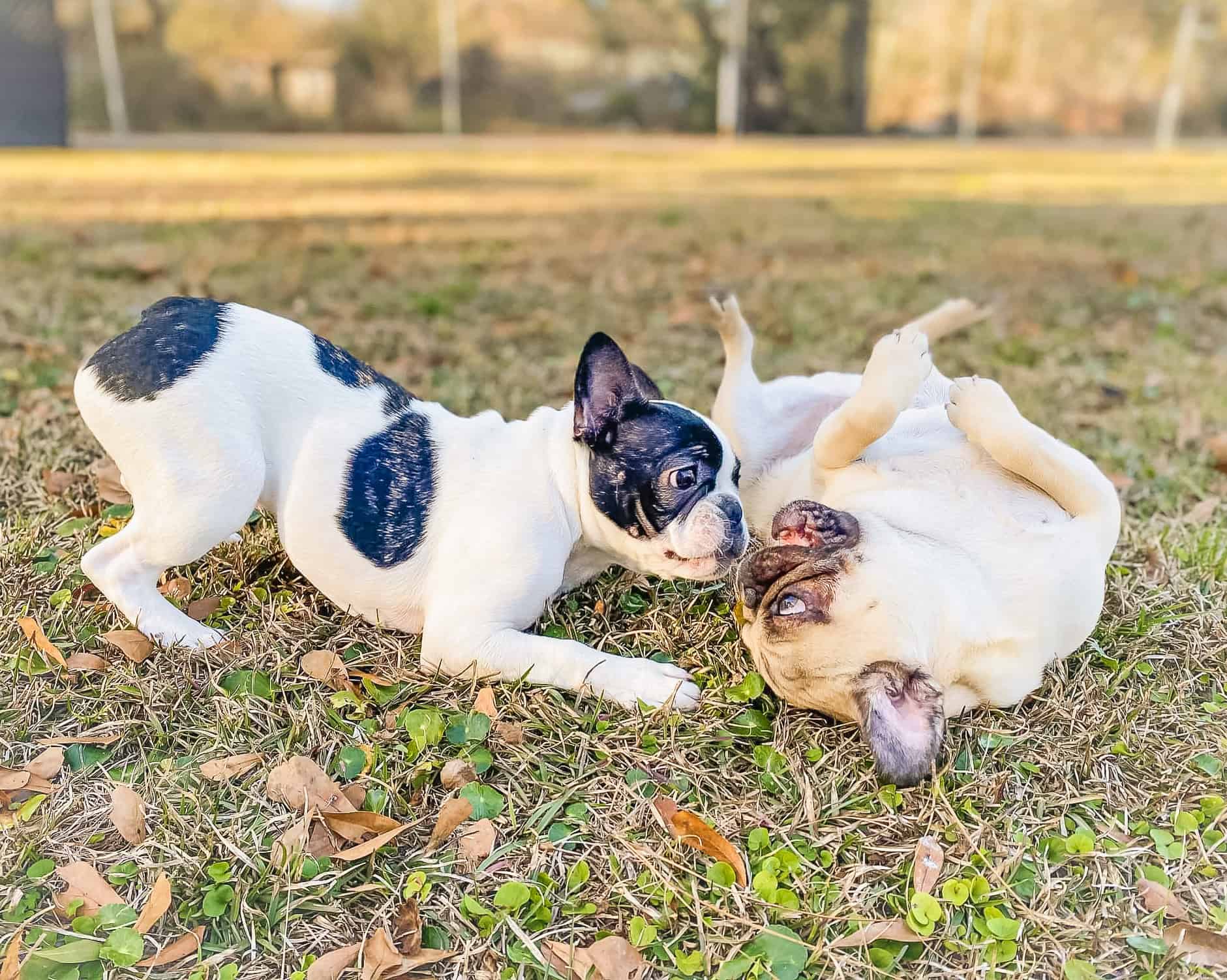 A French Bulldog puppy and Pug puppy playing together on grass, demonstrating healthy social interaction