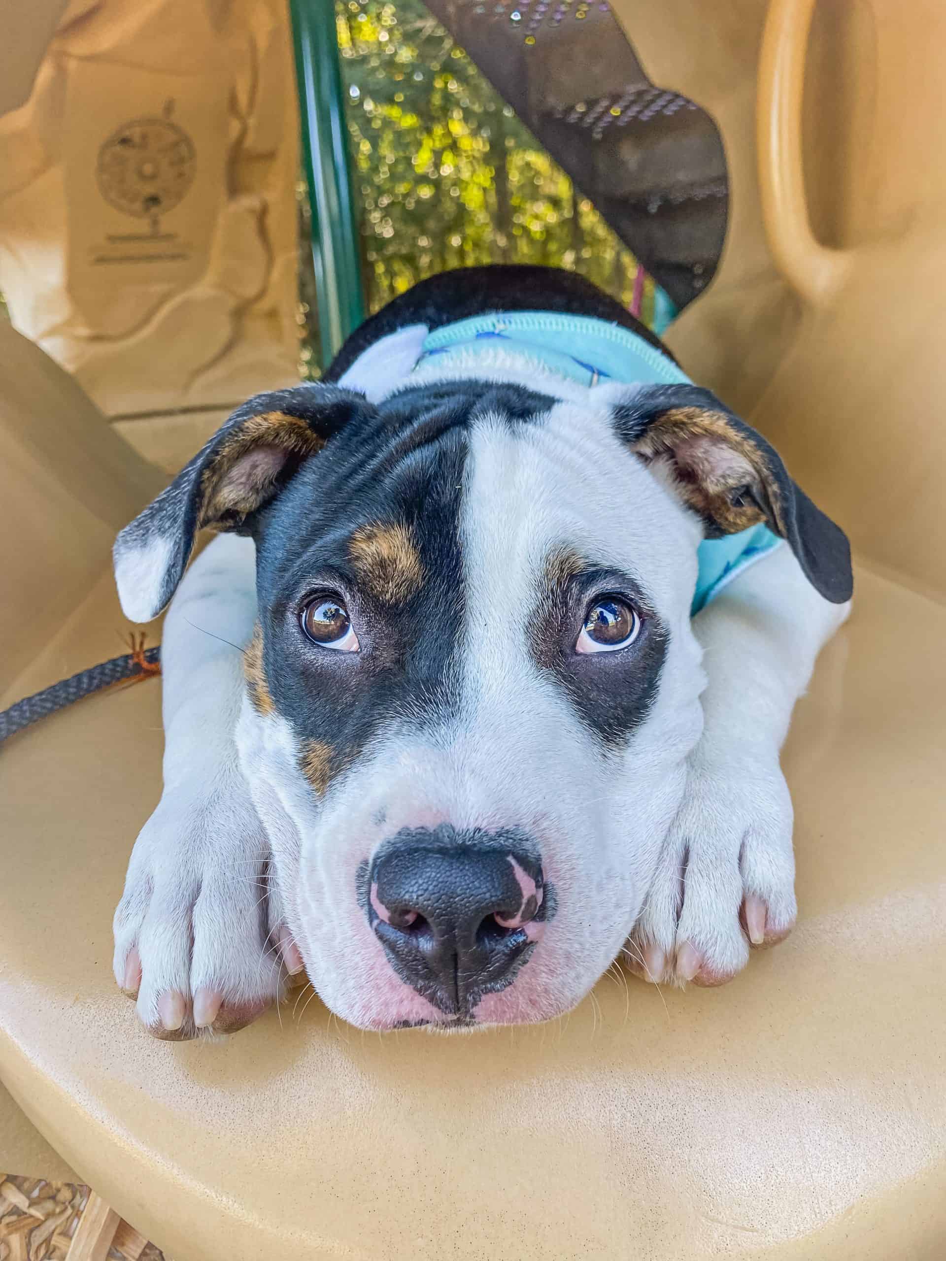 Close-up portrait of a black and white puppy looking directly at camera with alert, expressive eyes