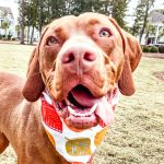 Confident Vizsla enjoying off-leash dog training results in Charleston neighborhood park, wearing colorful bandana after Well Mannered Dog training.