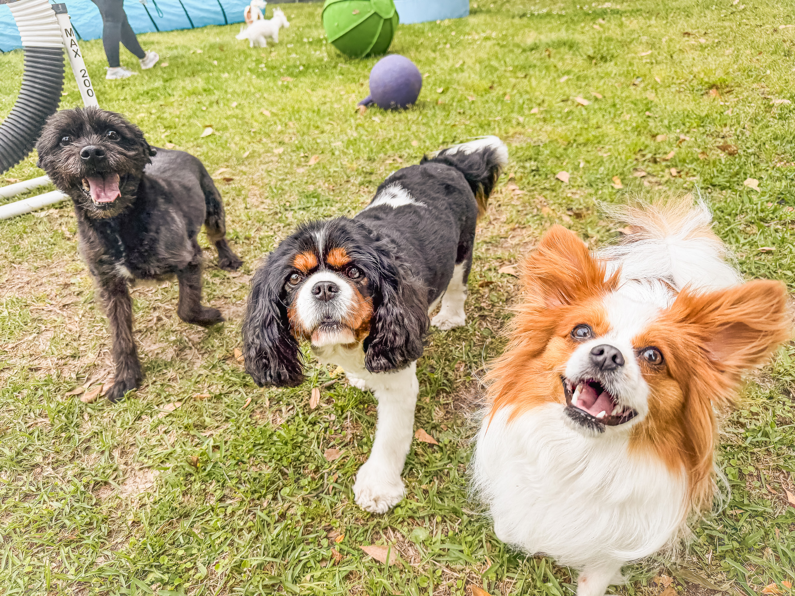 Black mixed breed dog, Cavalier King Charles Spaniel, and Papillon on green grass with agility tunnel and enrichment equipment at Chucktown Charley dog playcare in Johns Island South Carolina