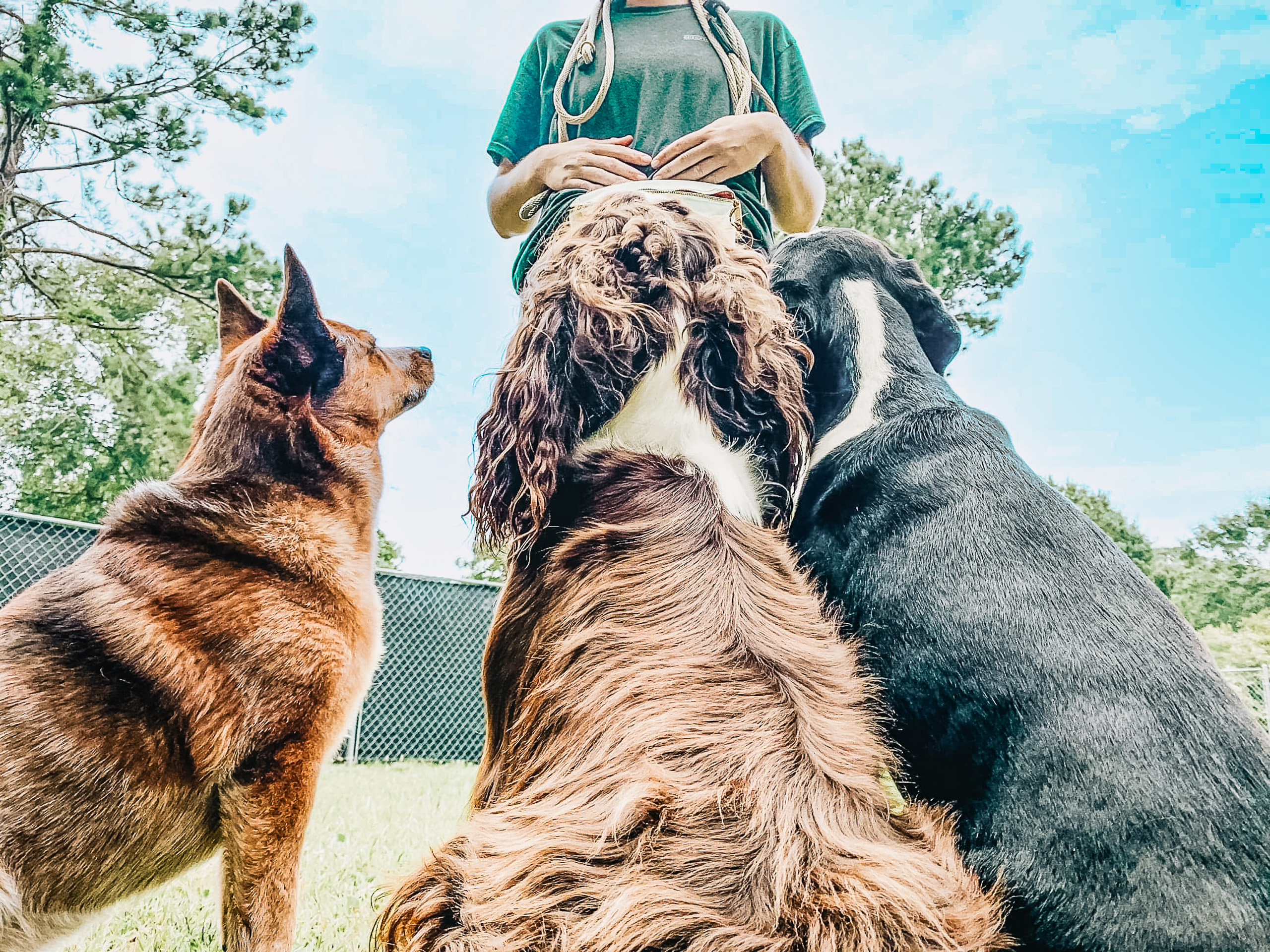 Dog trainer guiding Australian Cattle Dog, English Springer Spaniel, and Boxer mix in group training session at Chucktown Charley dog playcare in Johns Island South Carolina
