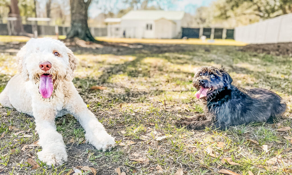 White Goldendoodle and small black puppy resting side by side on grass with Chucktown Charley facility building and oak tree in background in Johns Island South Carolina