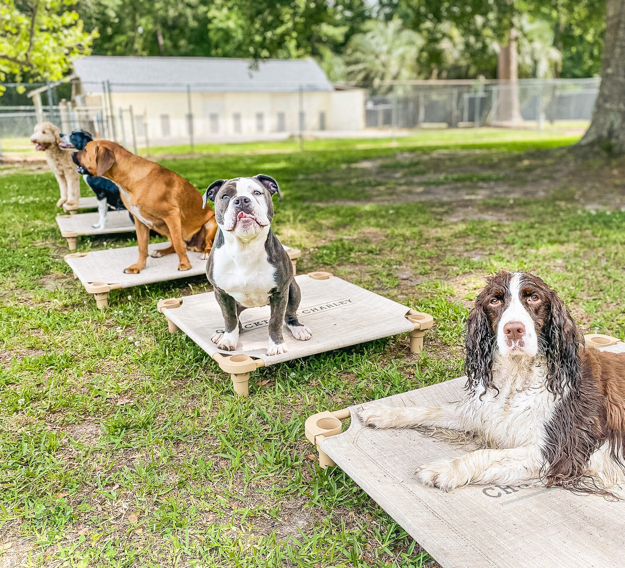 English Springer Spaniel, Bulldog mix, Boxer mix, Goldendoodle, and Labrador resting on Chucktown Charley branded elevated cots on green grass at dog playcare facility in Johns Island South Carolina