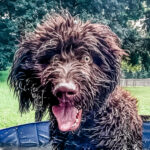 Hershey, a joyful Labradoodle splashing in the pool as an Explorers Orientation graduate at Chucktown Charley in Charleston, SC.