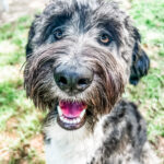 Scarlett, a confident Explorers Orientation graduate thriving at Chucktown Charley playcare in Charleston, SC.