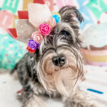 Tonia, a Schnauzer puppy and Explorers Orientation graduate celebrating her birthday at Chucktown Charley in Johns Island, SC.
