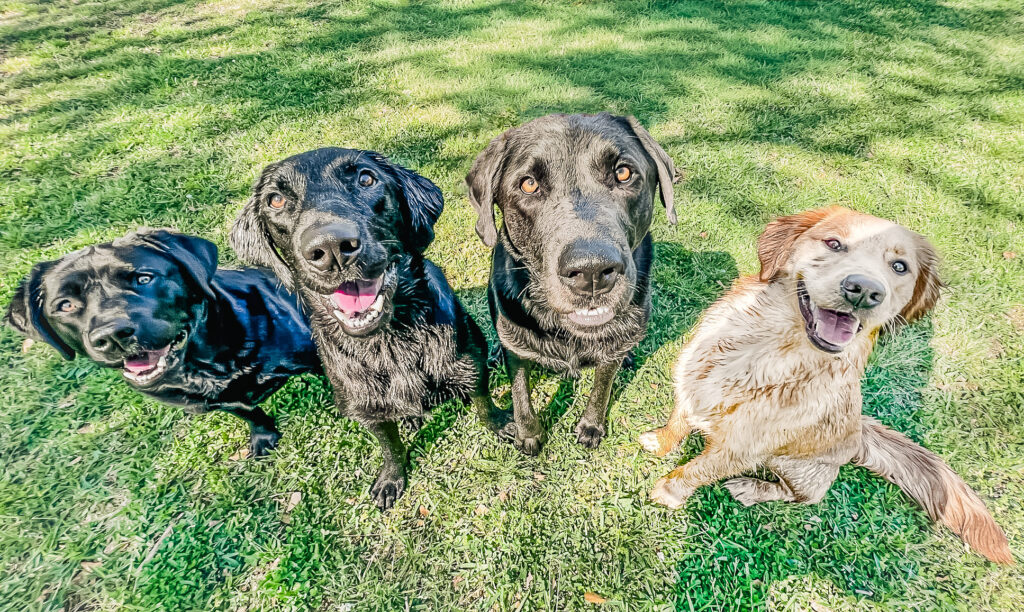Four Labrador Retrievers and Golden Retriever mix looking up at camera on green grass at Chucktown Charley dog playcare near Charleston South Carolina