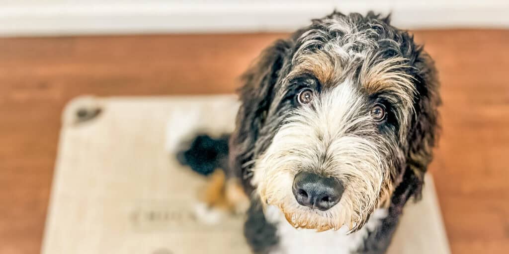 Happy Bernedoodle with tongue out enjoying outdoor time at Chucktown Charley dog training and playcare in Johns Island South Carolina