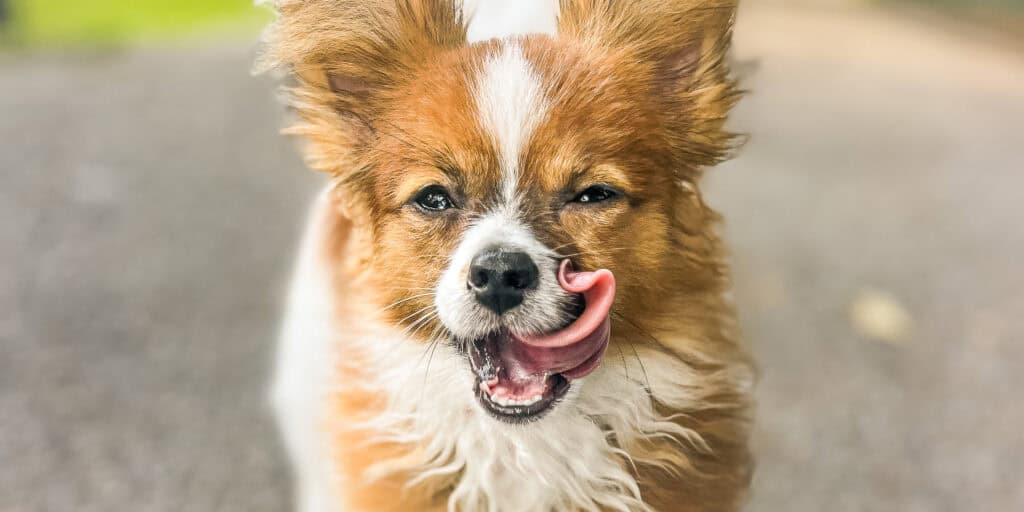 Papillon dog standing confidently on leash outdoors, looking at camera with relaxed happy expression — client story for the Calm Perception program at Well Mannered Dog in Charleston South Carolina