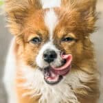 Papillon dog standing confidently on leash outdoors, looking at camera with relaxed happy expression — client story for the Calm Perception program at Well Mannered Dog in Charleston South Carolina
