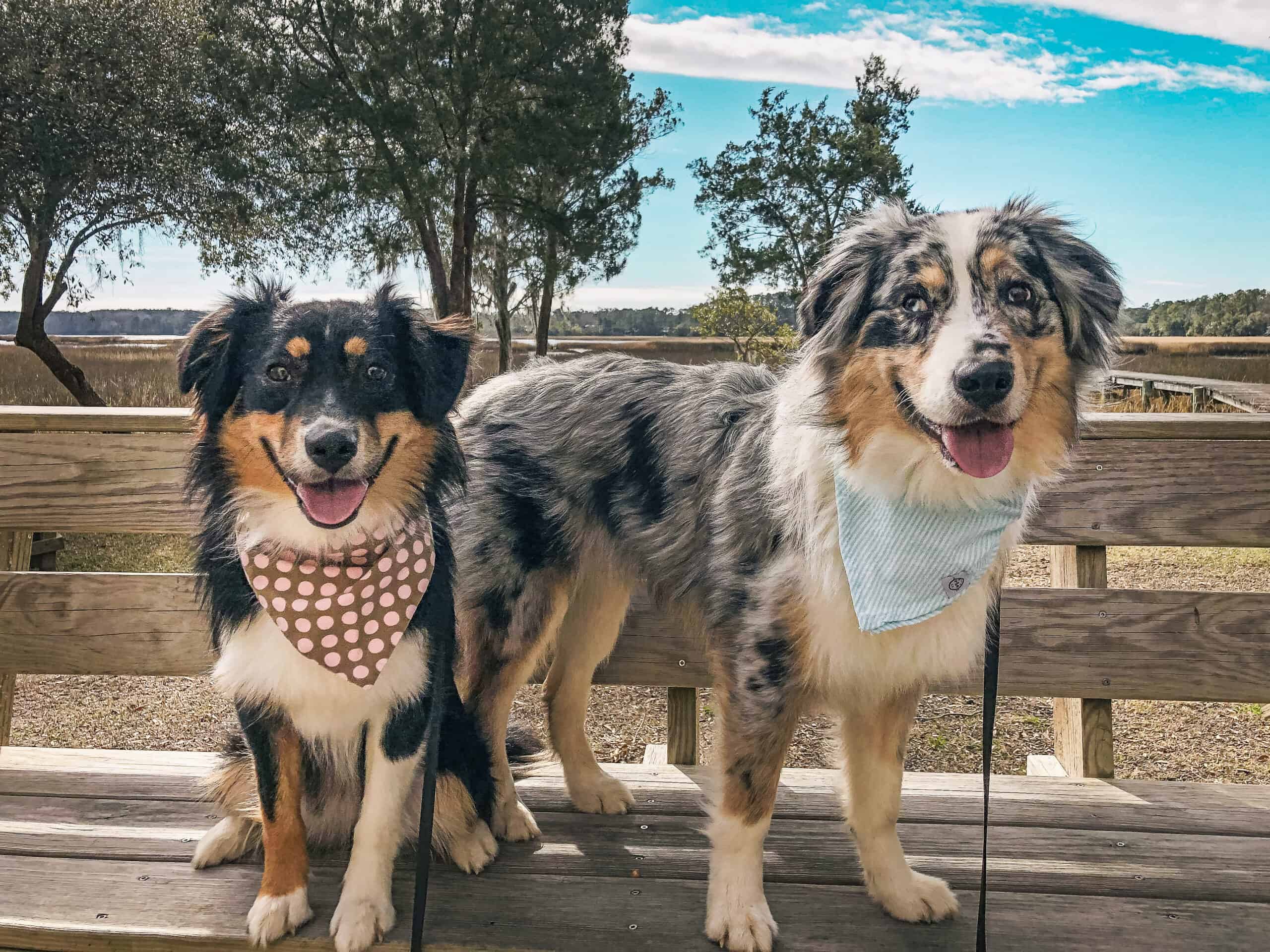 Two Australian Shepherds wearing bandanas standing confidently on a Lowcountry dock in Charleston, SC, showing calm attentive behavior after Calm Perception training