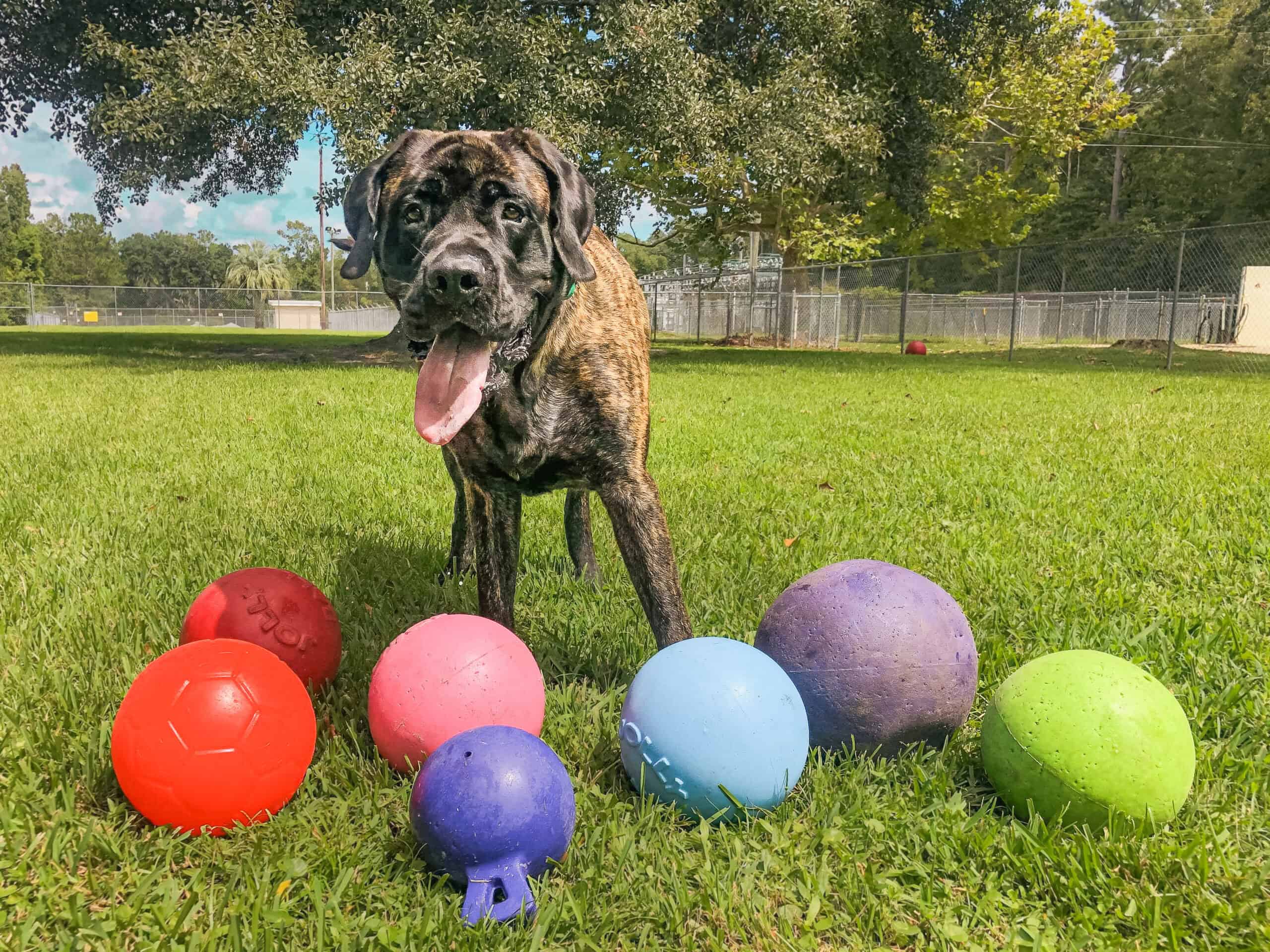 rindle Mastador standing on green grass surrounded by colorful balls at Well Mannered Dog training facility in Charleston, SC, showing confident relaxed expression during Calm Perception program