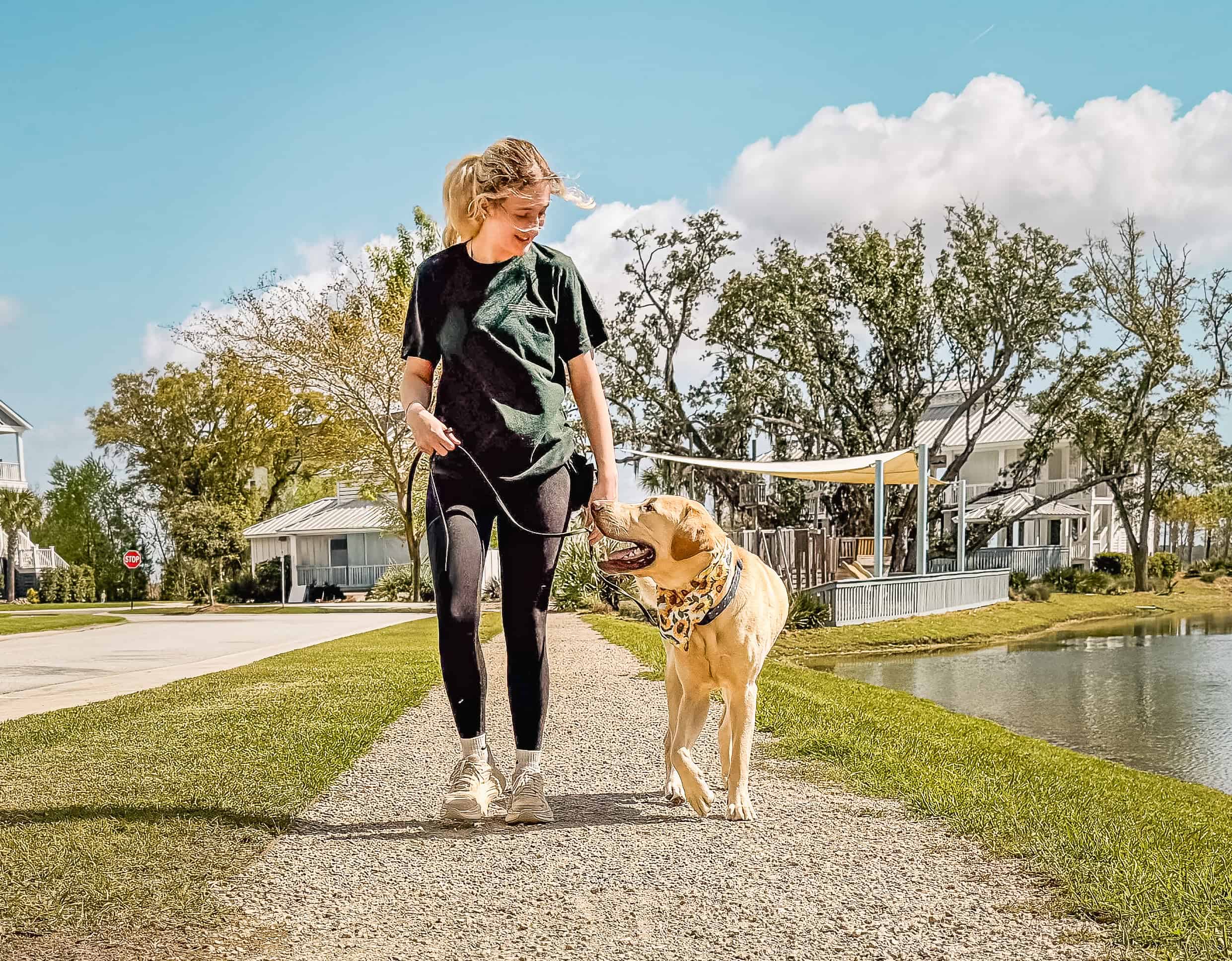 Yellow Lab wearing a bandana walking calmly beside handler on a sunny Lowcountry neighborhood path in Charleston, SC, demonstrating relaxed leash manners after Calm Perception training