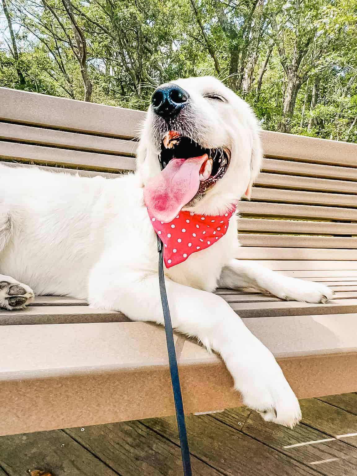 Golden Retriever wearing a red polka dot bandana lying relaxed on an outdoor bench surrounded by trees, showing calm settled behavior after Calm Perception training in Charleston, SC