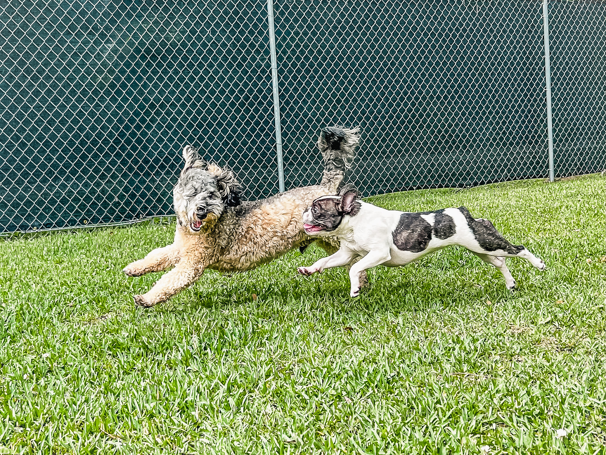 Goldendoodle and French Bulldog running and playing together on green grass at Chucktown Charley dog playcare in Johns Island South Carolina