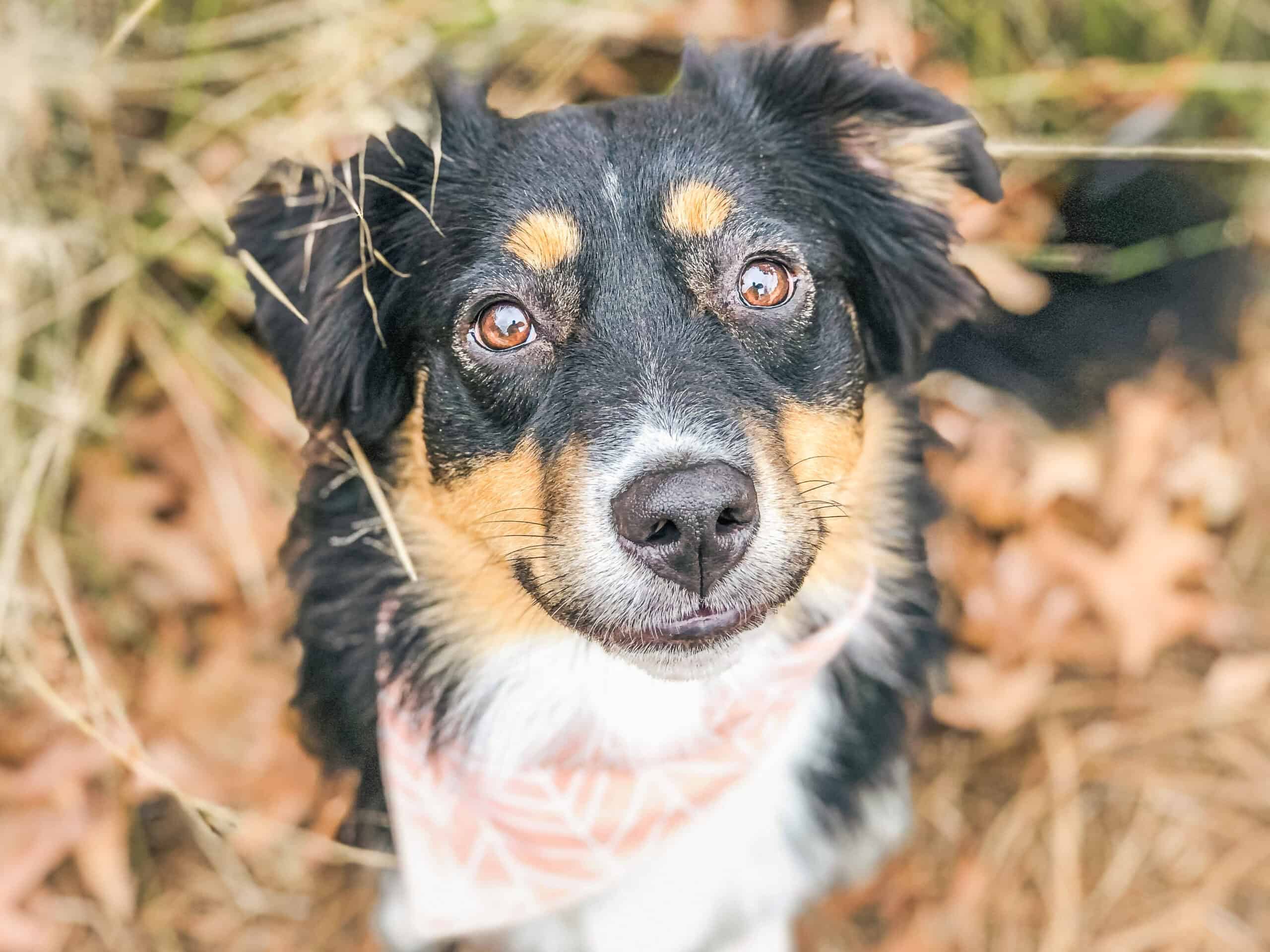 Australian Shepherd sitting attentively on a wooded trail in Charleston SC, demonstrating focus and connection through Well Mannered Dog's relationship-based Freedom Program