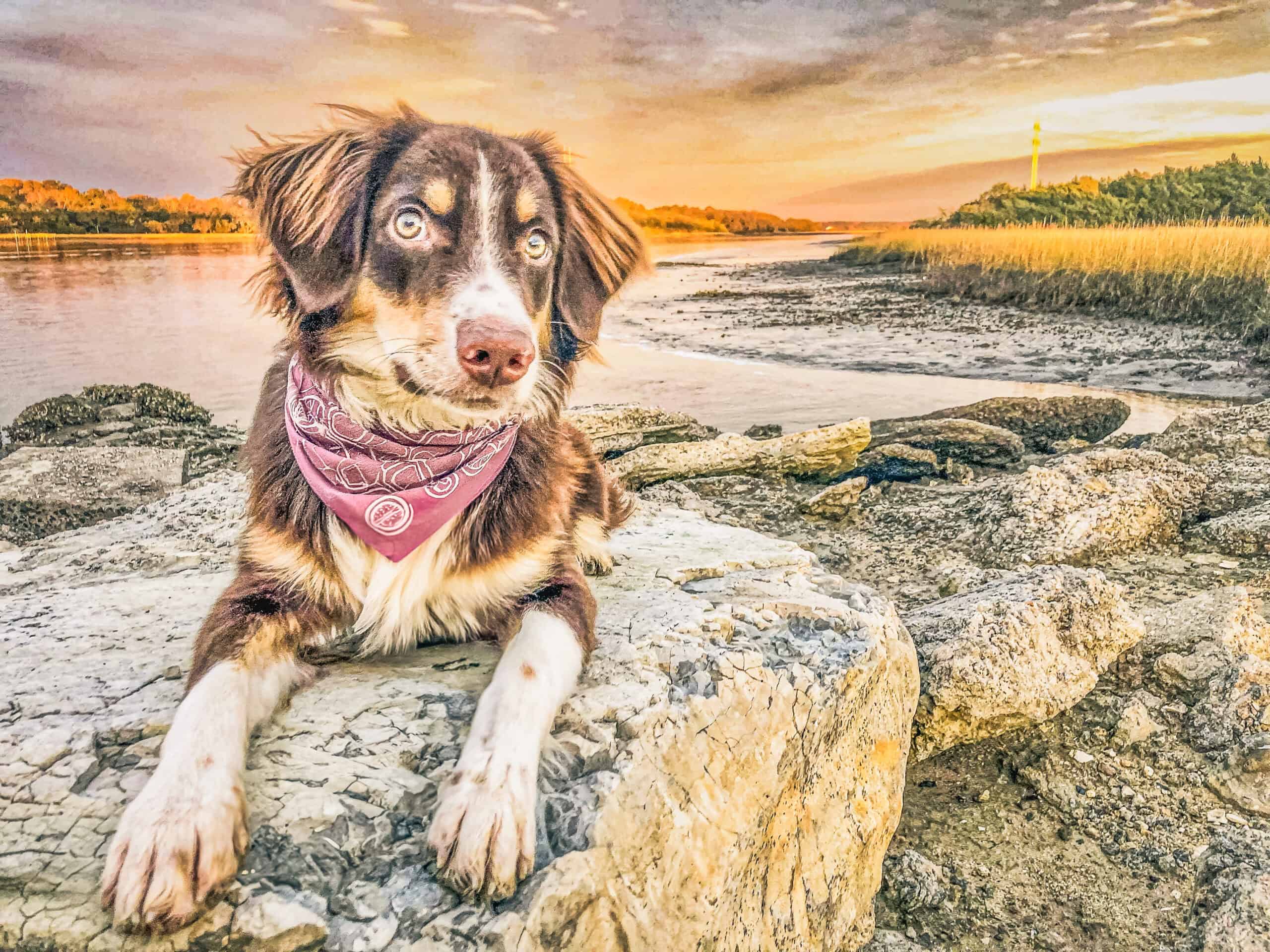 Australian Shepherd with pink bandana resting on rocks at sunset by Charleston marsh, showing calm confidence in natural setting