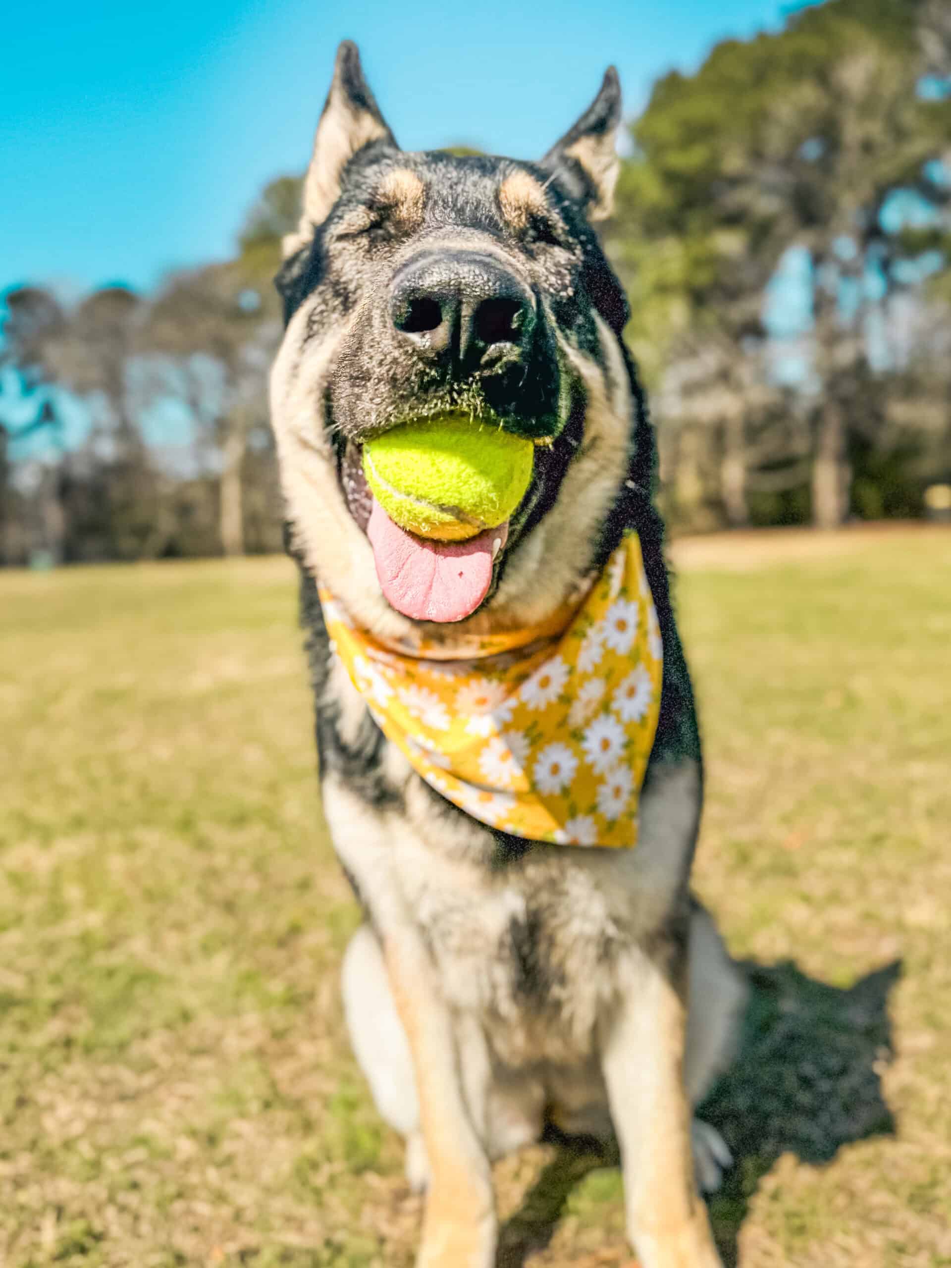 Happy German Shepherd holding a tennis ball while wearing a yellow floral bandana, showcasing the joyful engagement possible through relationship-based training