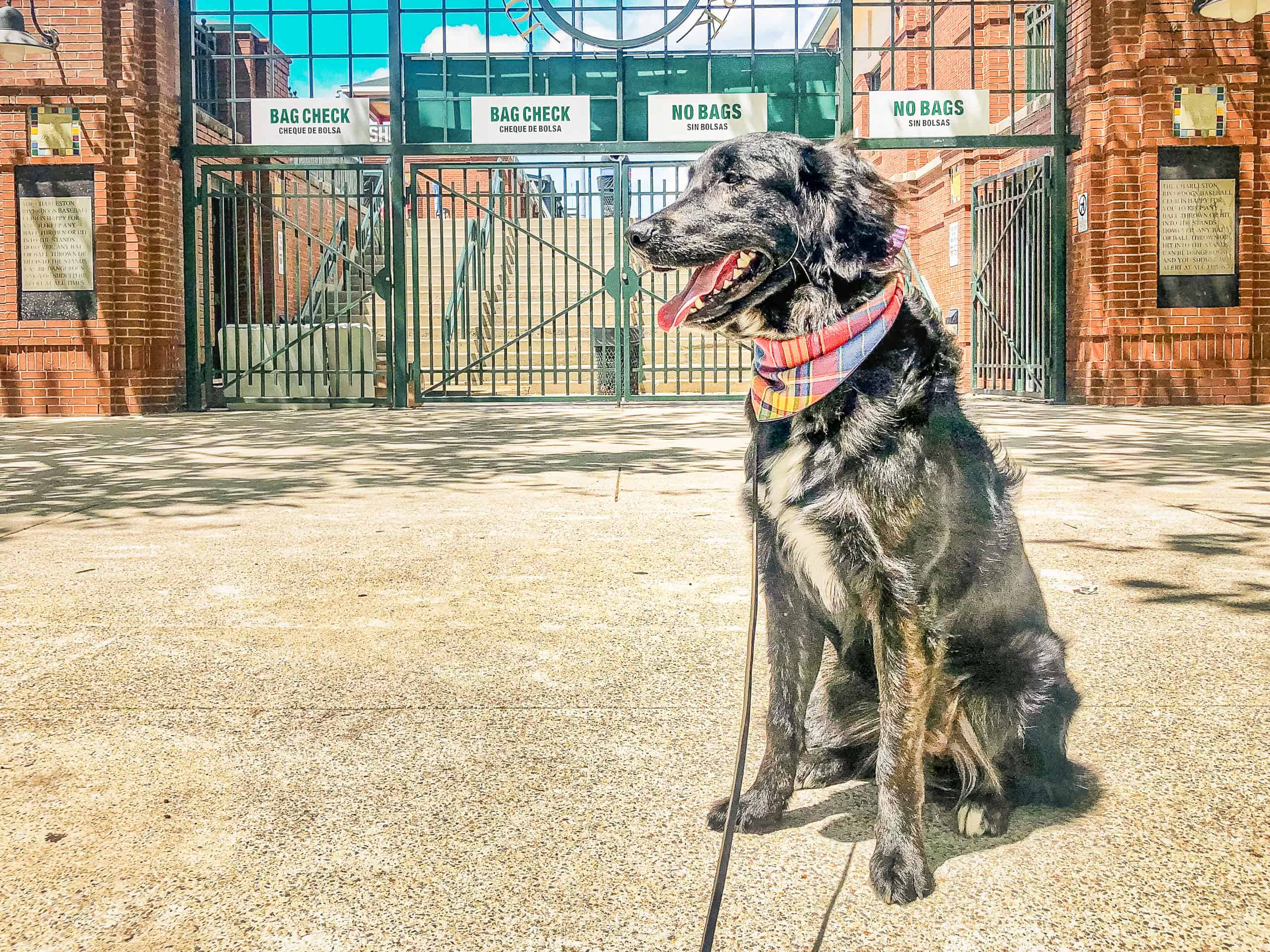Black dog with plaid bandana sitting confidently outside minor league baseball stadium entrance, demonstrating reliable behavior in exciting public settings