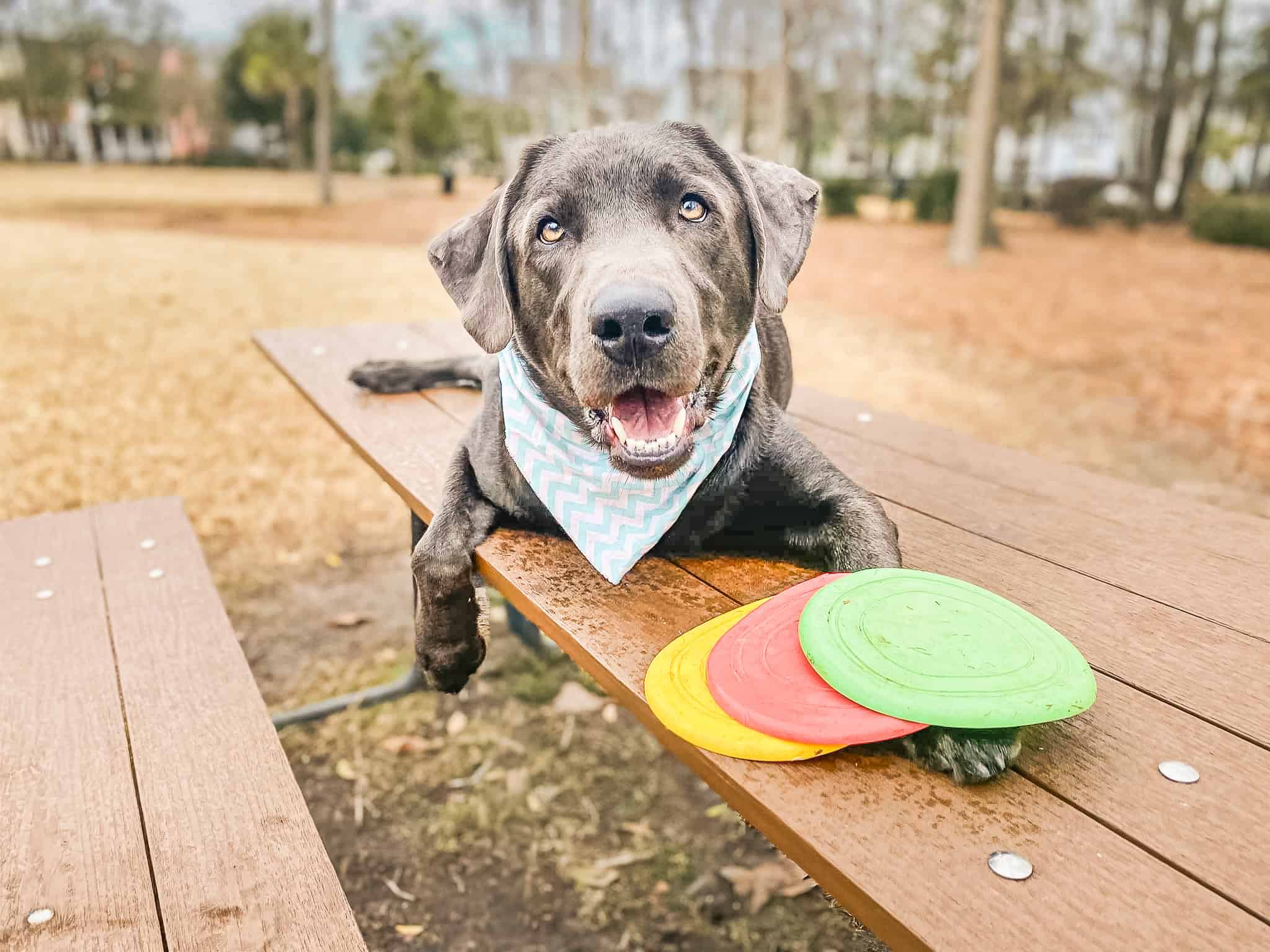 Smiling gray Labrador wearing teal bandana resting on picnic table with colorful frisbees, showing calm engagement during outdoor activities