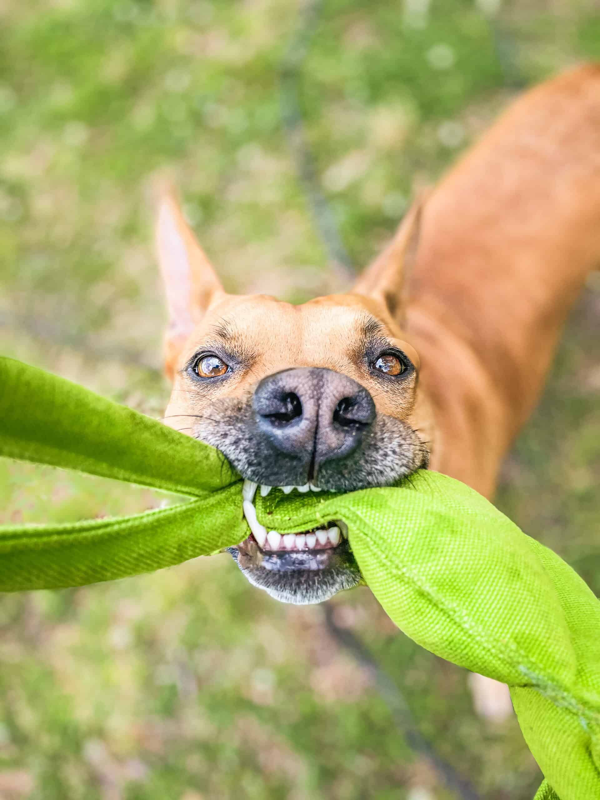 Tan pit mix dog playing with green tug toy showing engaged yet controlled play behavior, demonstrating balanced arousal during exciting activities