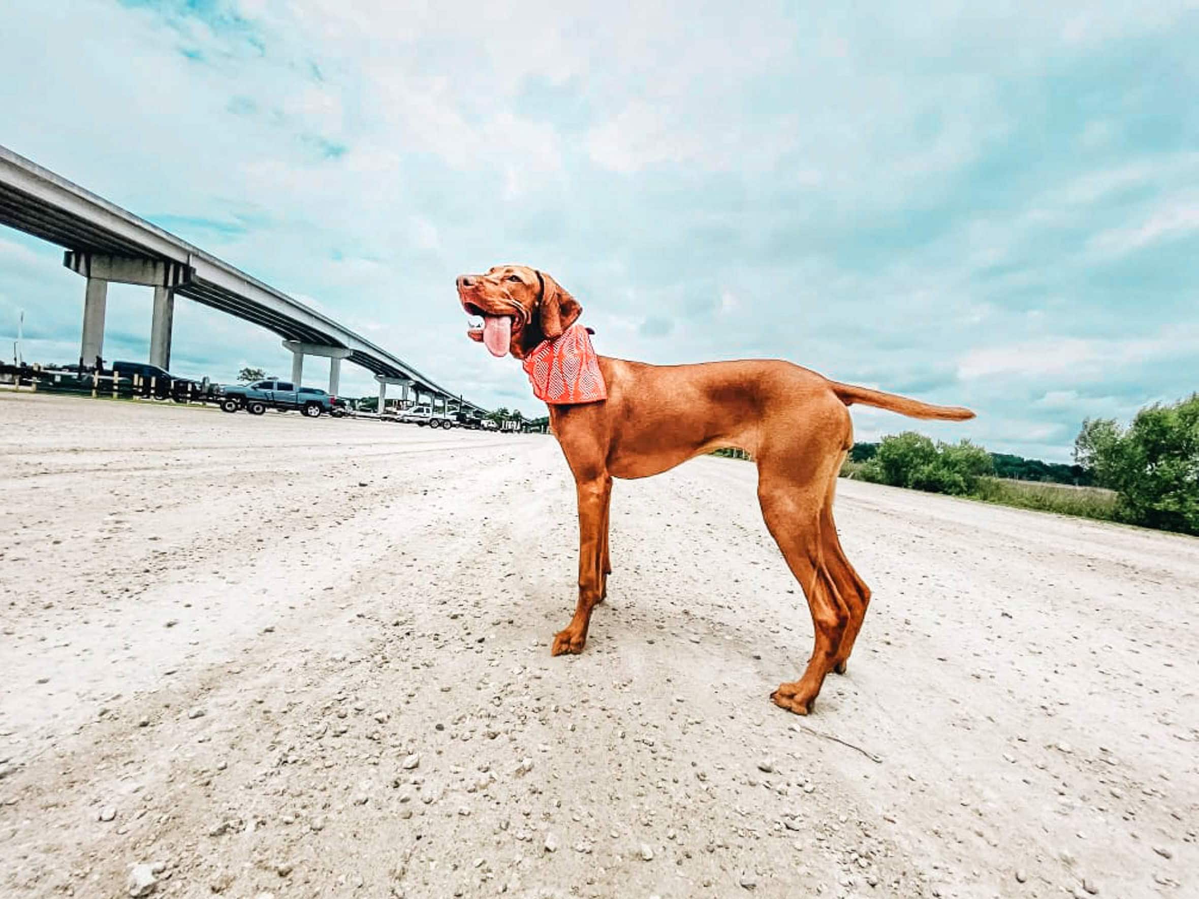 Confident Vizsla wearing orange bandana standing alert at a boat landing with bridge in background, demonstrating poised composure in stimulating environments