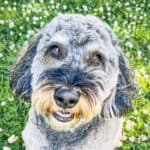 Goldendoodle dog portrait, longtime Well Mannered Dog training graduate and Chucktown Charley playcare client in Charleston South Carolina