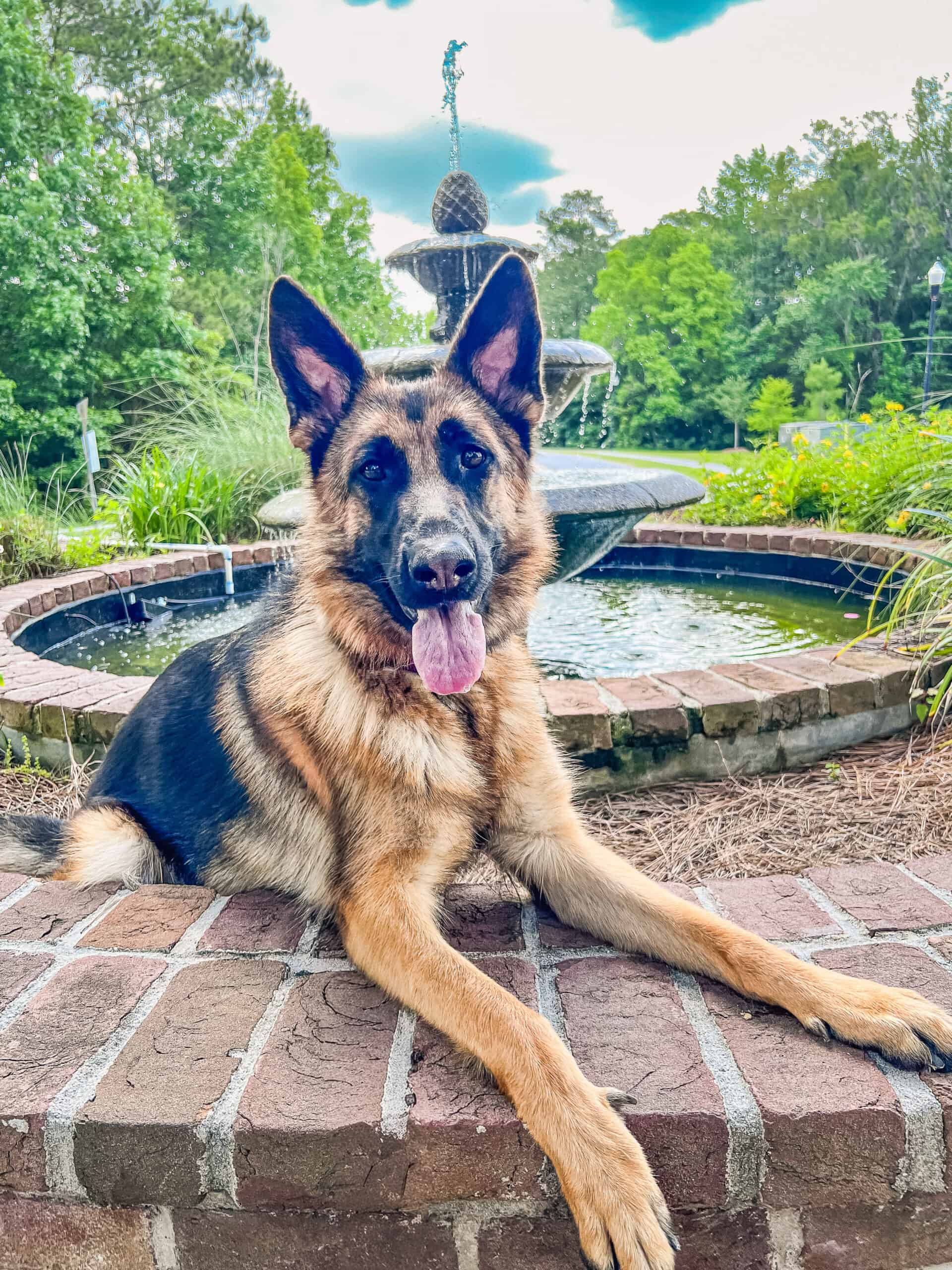 German Shepherd in composed down stay at Charleston estate fountain demonstrating advanced training reliability with Well Mannered Dog near Johns Island South Carolina